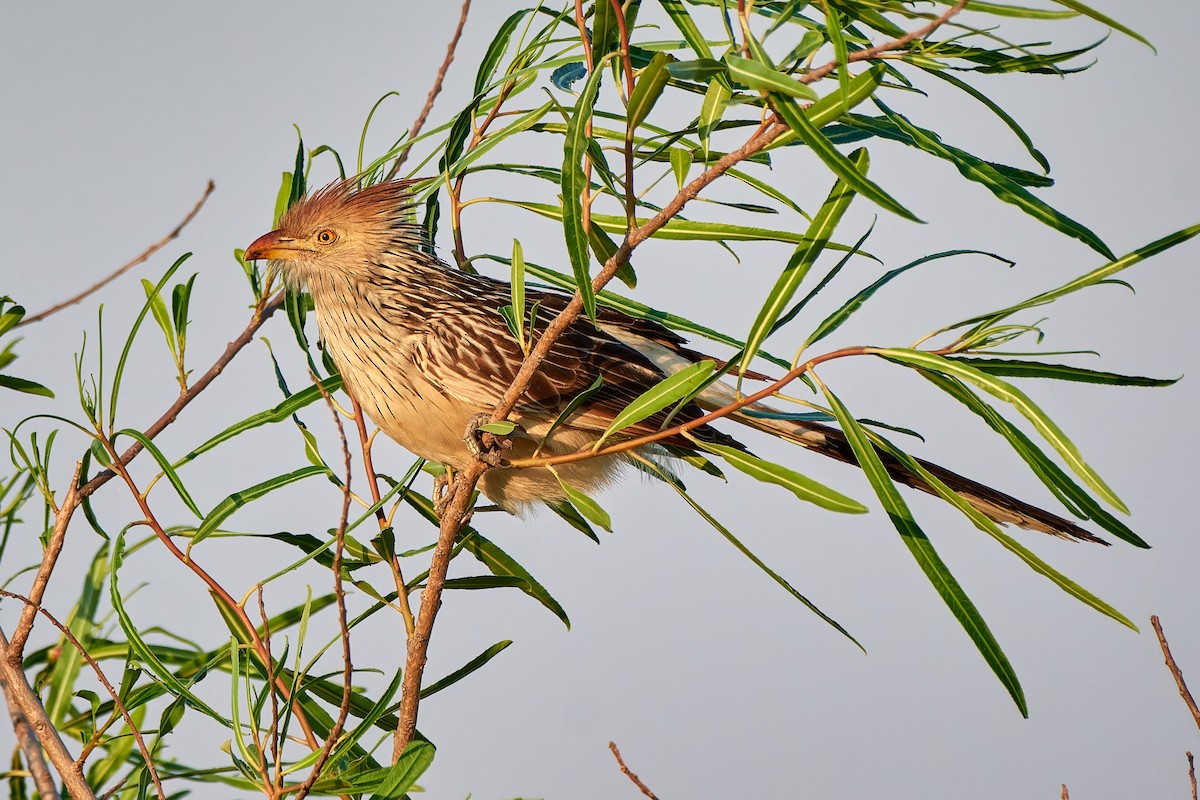 Guira Cuckoo - ML610567014