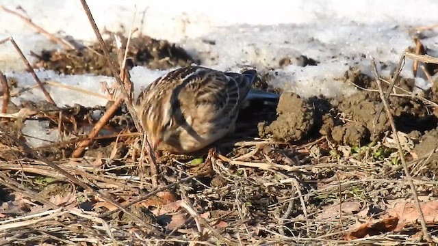 Smith's Longspur - ML610567045