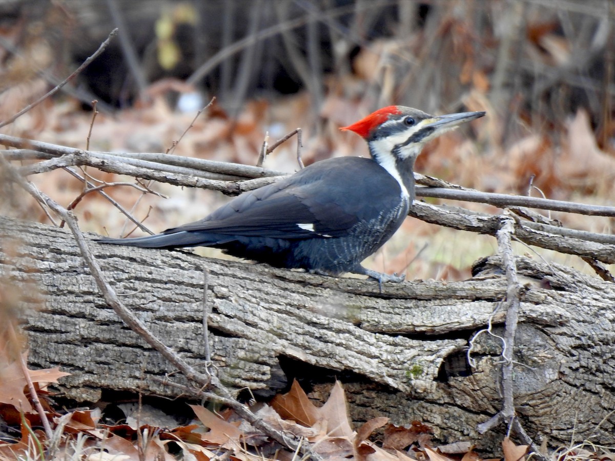 Pileated Woodpecker - João Menezes