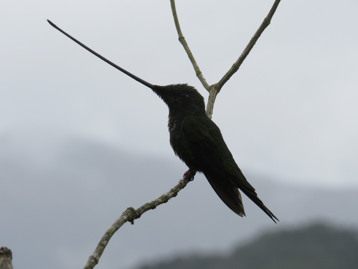 Sword-billed Hummingbird - ML610567173