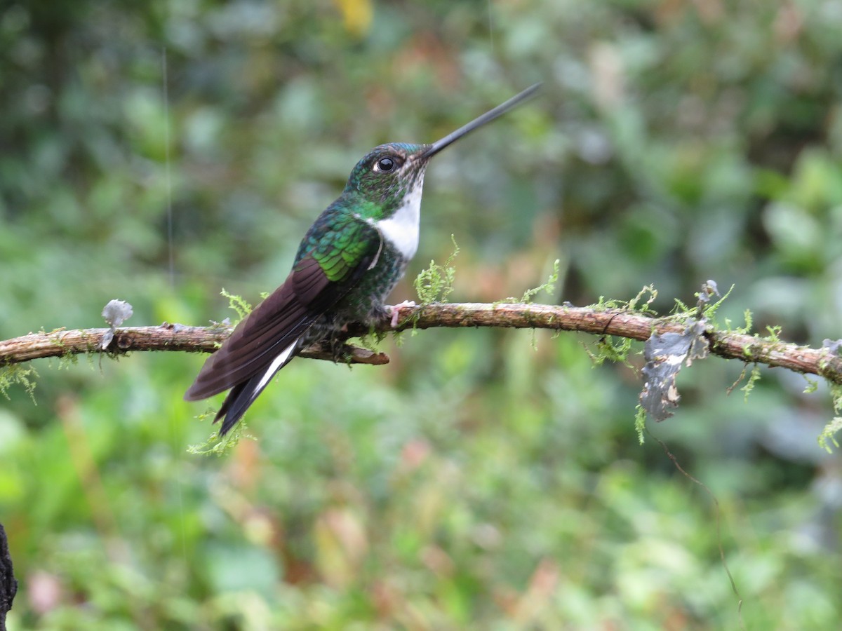 Collared Inca - ML610567192