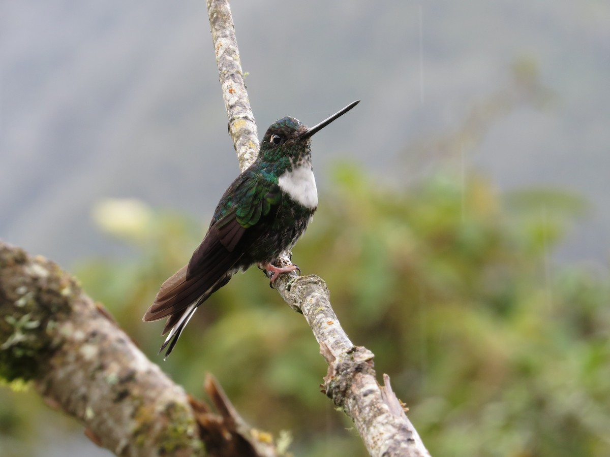 Collared Inca - ML610567193