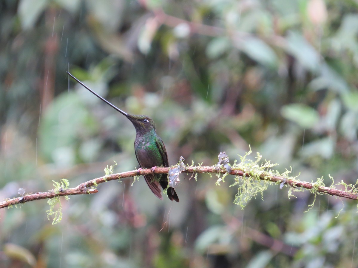 Sword-billed Hummingbird - ML610567227