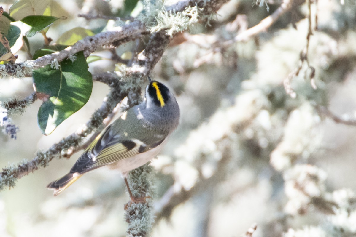 Golden-crowned Kinglet - ML610567243