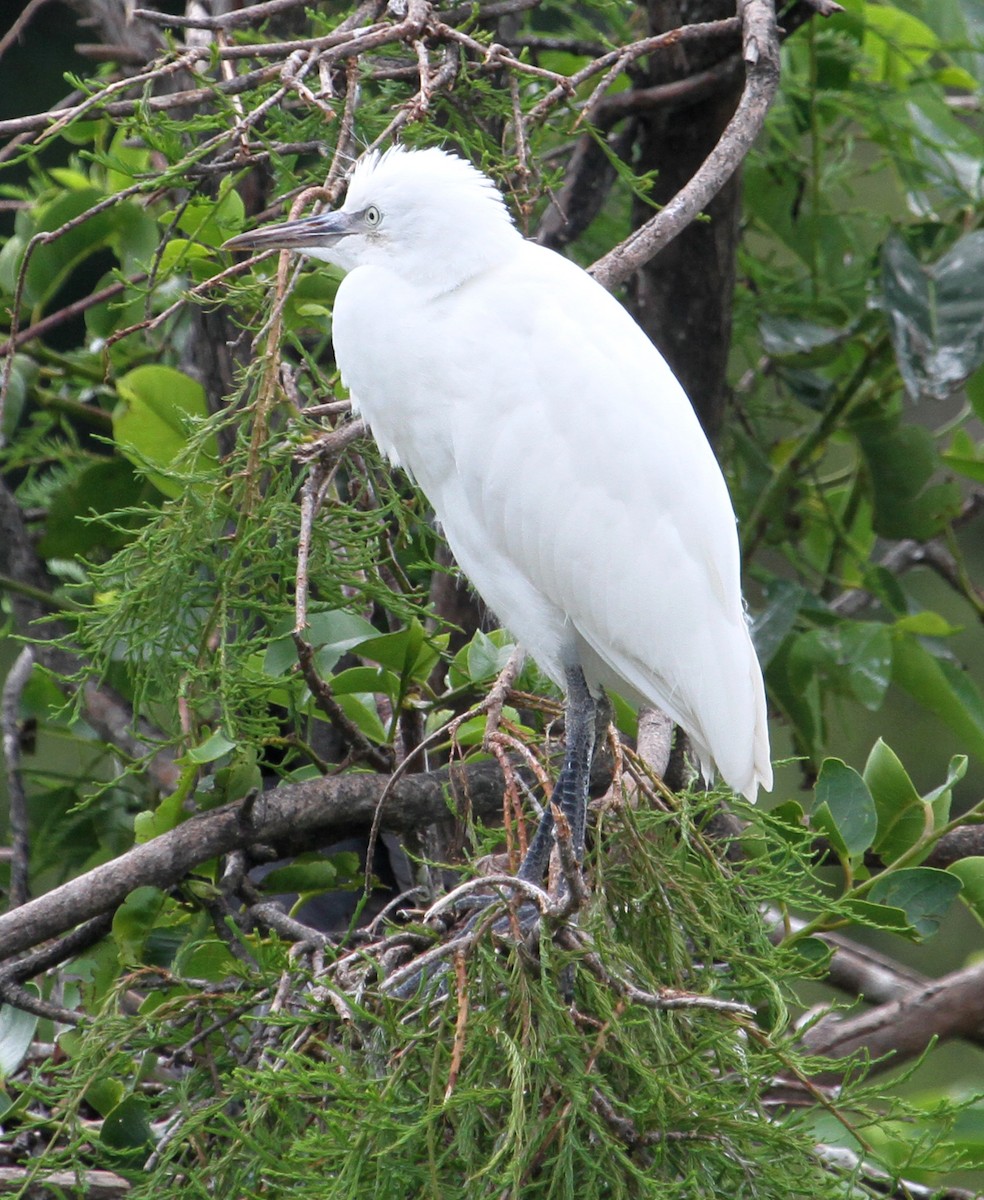 Western Cattle Egret - ML61056731