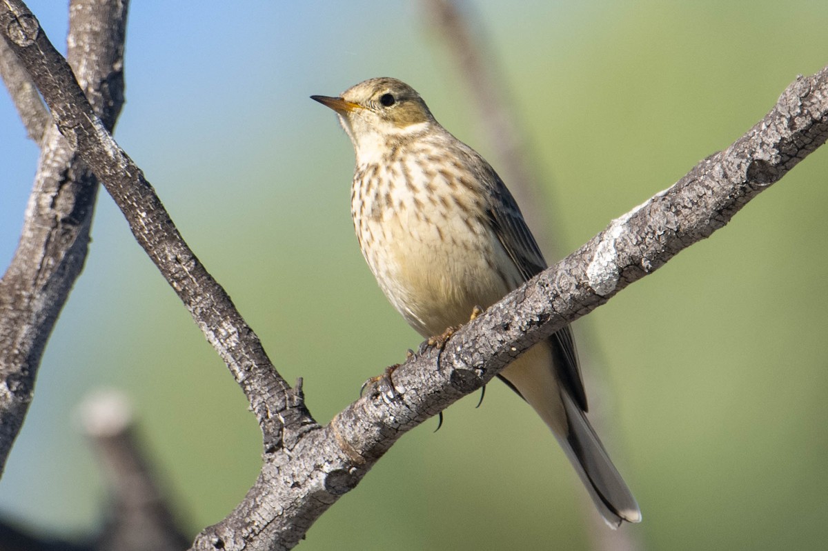 American Pipit - ML610567355