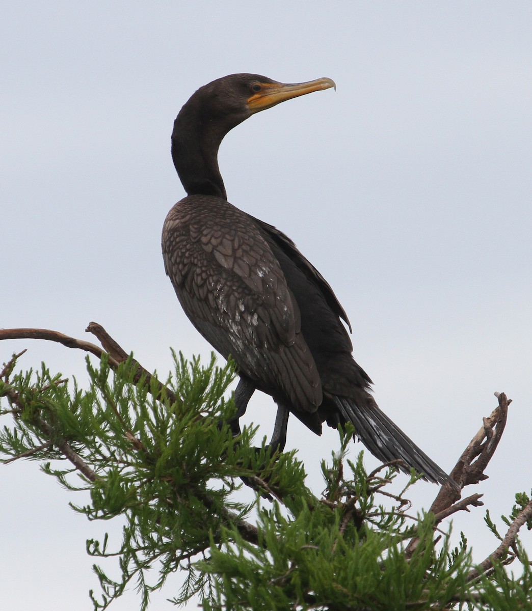 Double-crested x Neotropic Cormorant (hybrid) - ML61056741