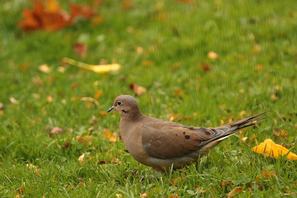 Mourning Dove - ML610567428