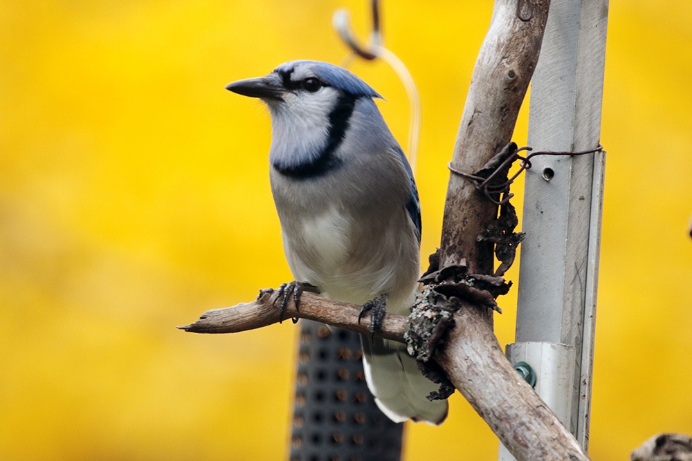 Blue Jay - ML610567458