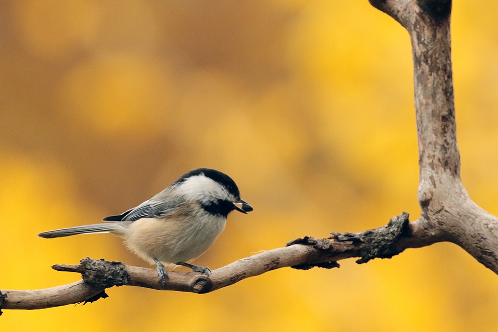 Black-capped Chickadee - ML610567464