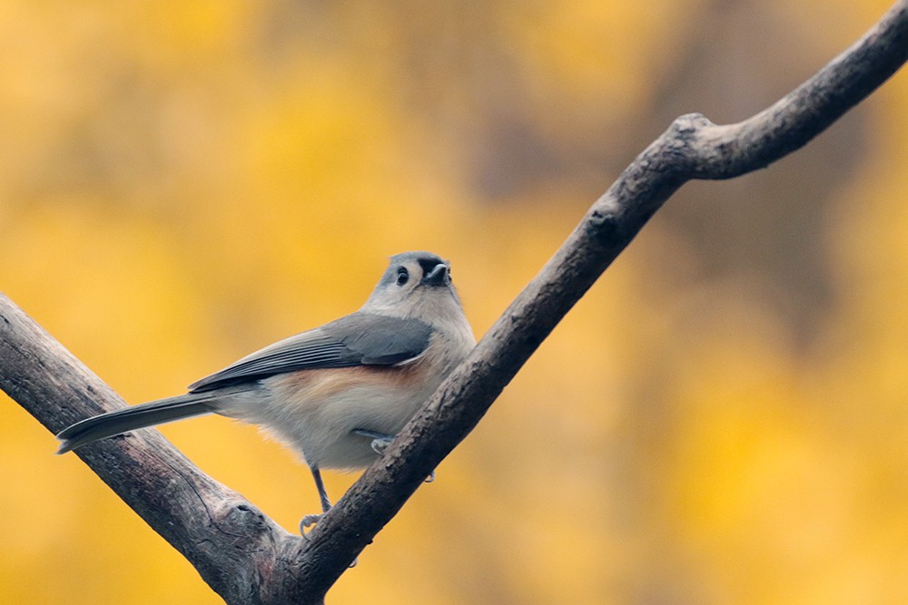 Tufted Titmouse - ML610567469