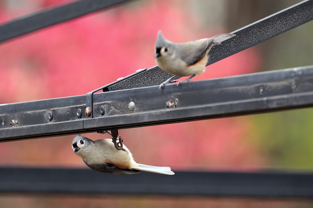Tufted Titmouse - ML610567471