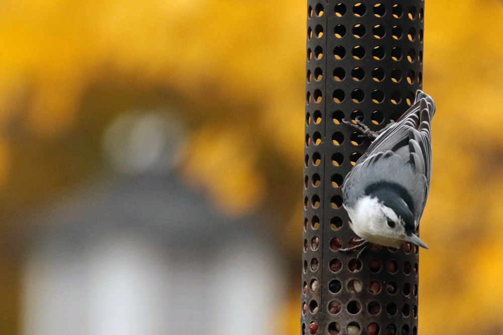 White-breasted Nuthatch - ML610567481