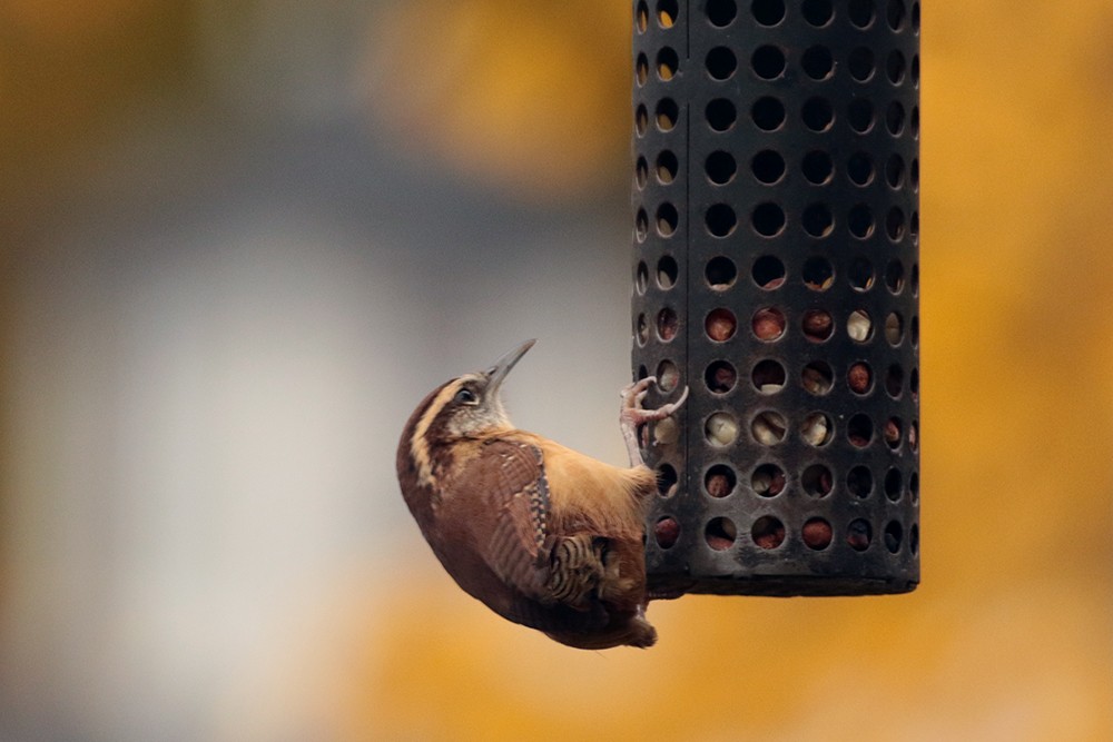 Carolina Wren - ML610567487