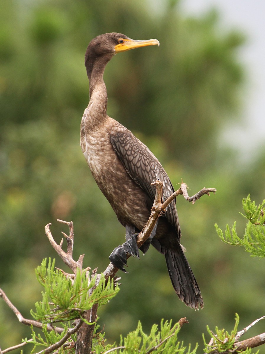 Double-crested x Neotropic Cormorant (hybrid) - ML61056751