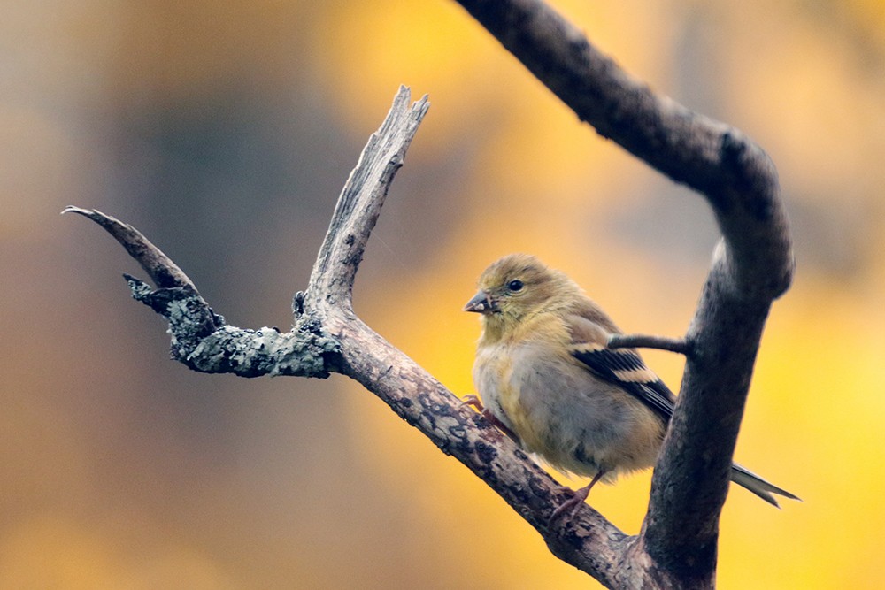 American Goldfinch - ML610567516