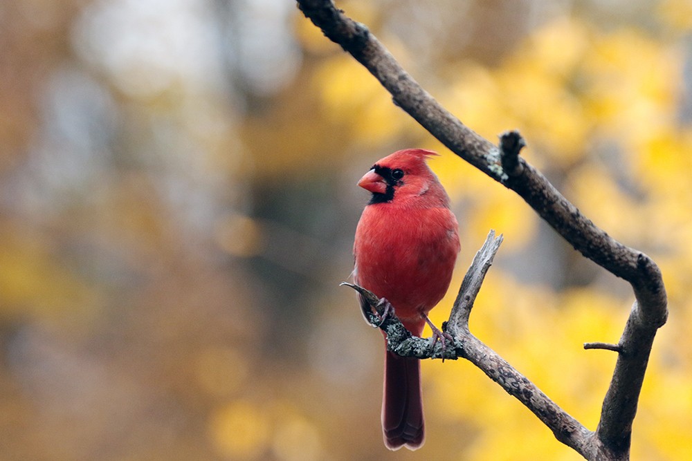 Northern Cardinal - ML610567524