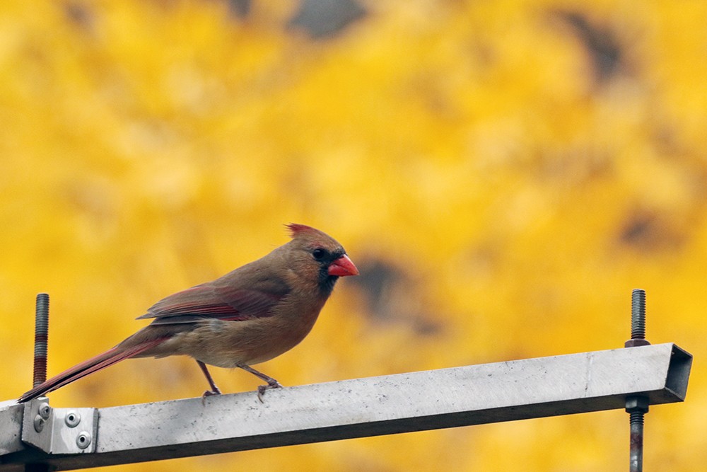 Northern Cardinal - ML610567530