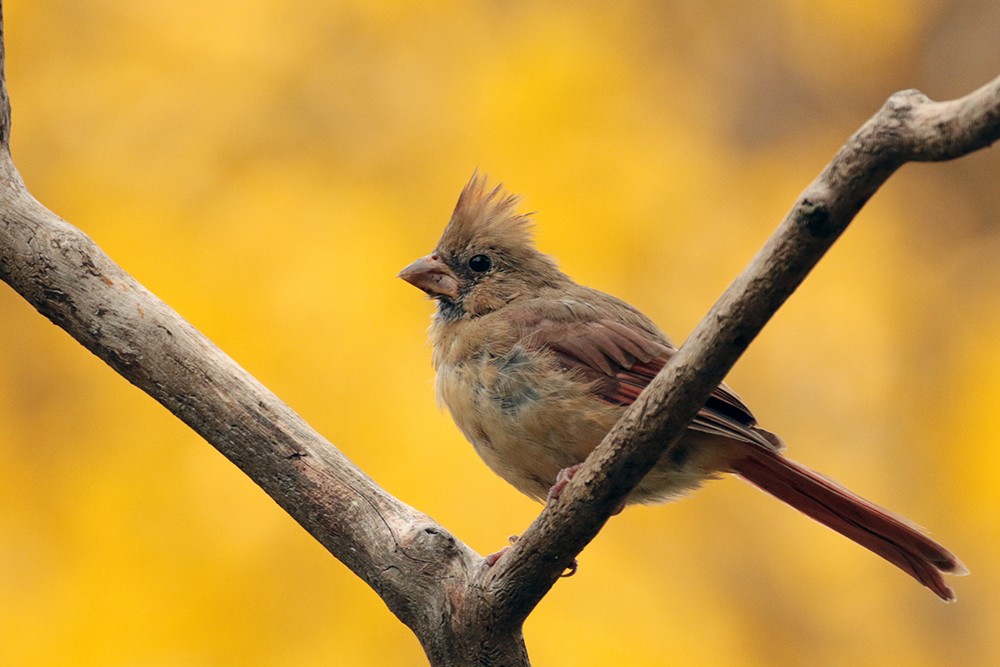 Northern Cardinal - ML610567532