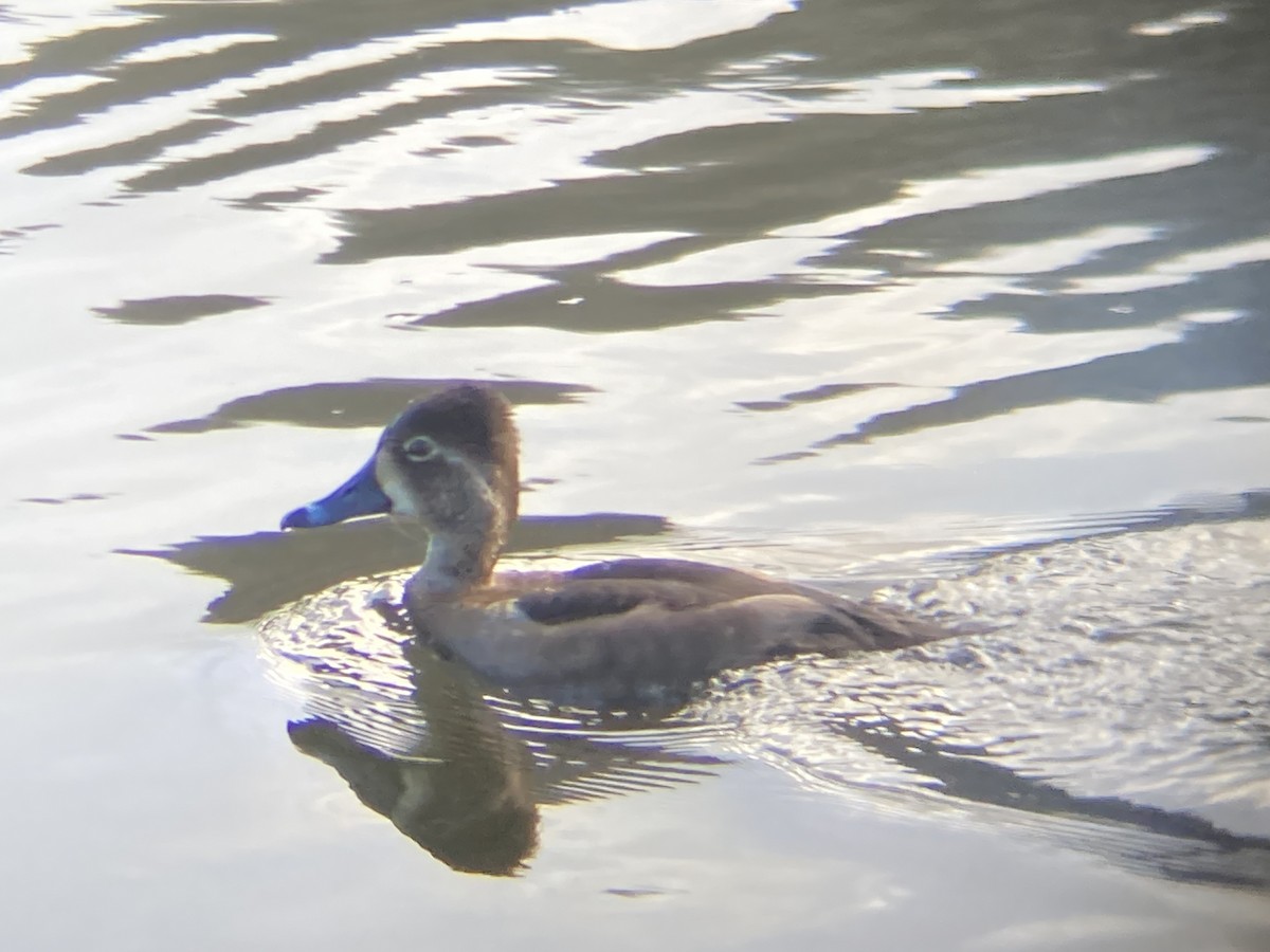 Ring-necked Duck - ML610567571