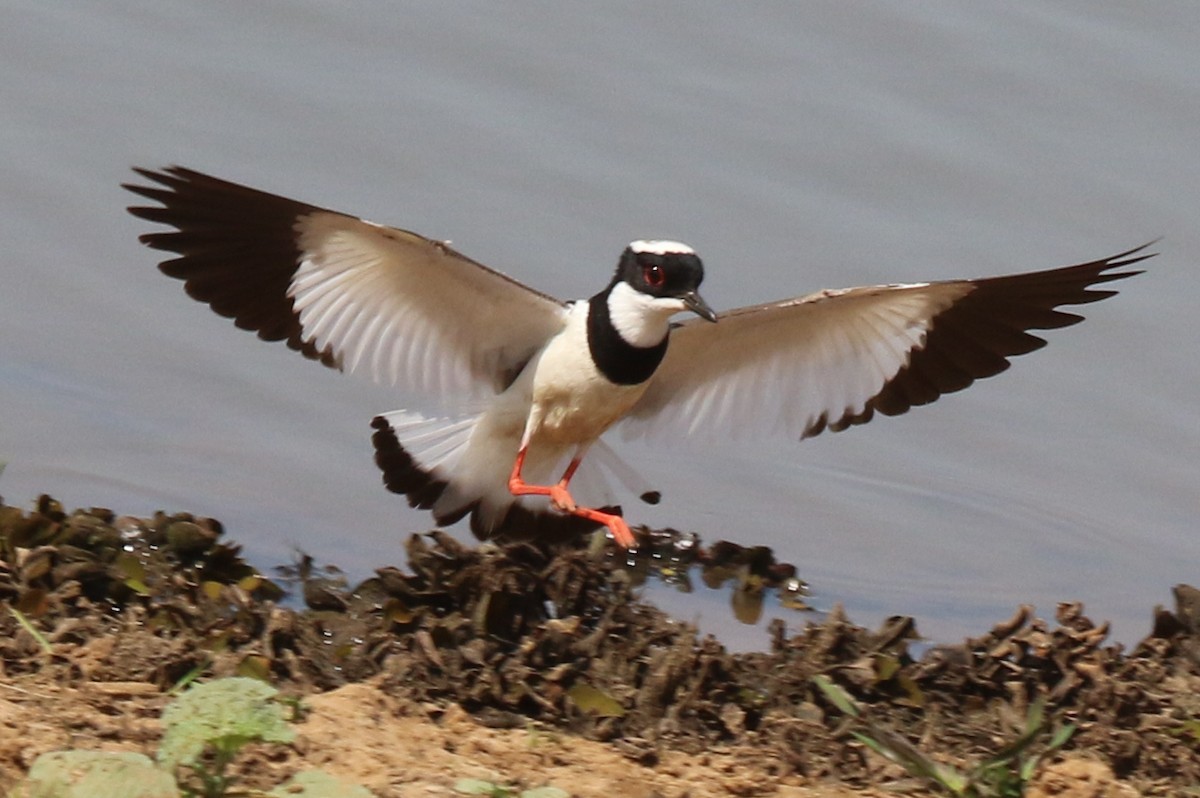 Pied Plover - ML610567576