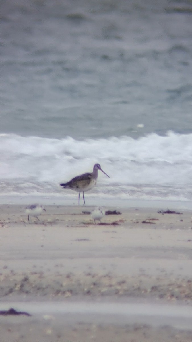 Hudsonian Godwit - ML610567587