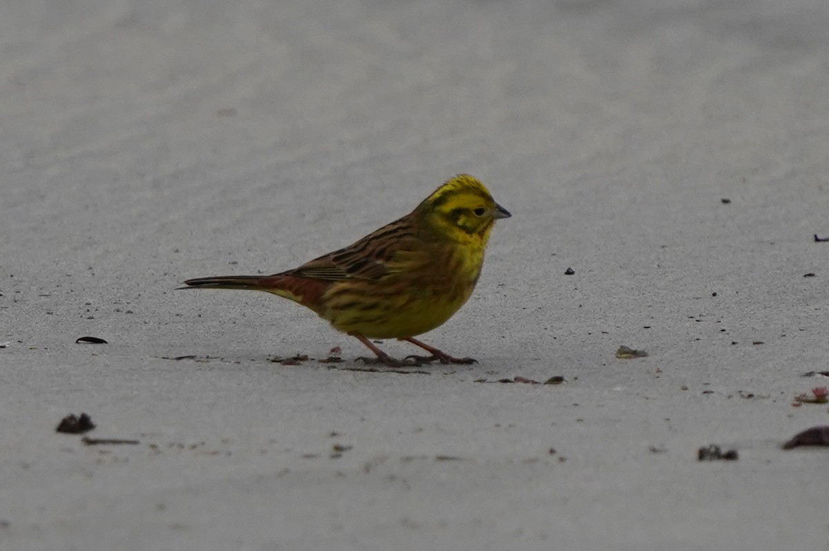 Yellowhammer - ML610567594