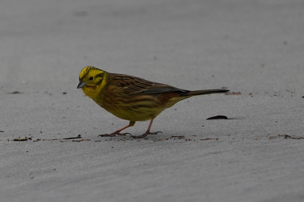 Yellowhammer - Richard Maarschall