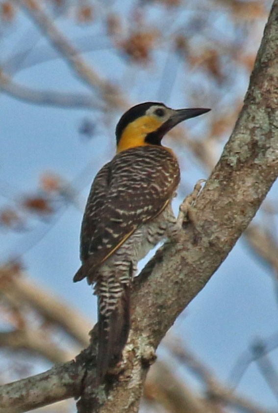 Campo Flicker - ML610567606