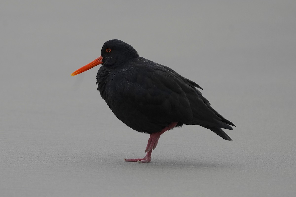 Variable Oystercatcher - ML610567610