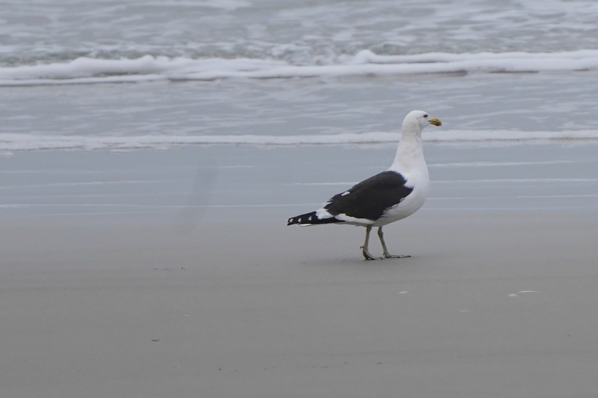 Kelp Gull - Richard Maarschall