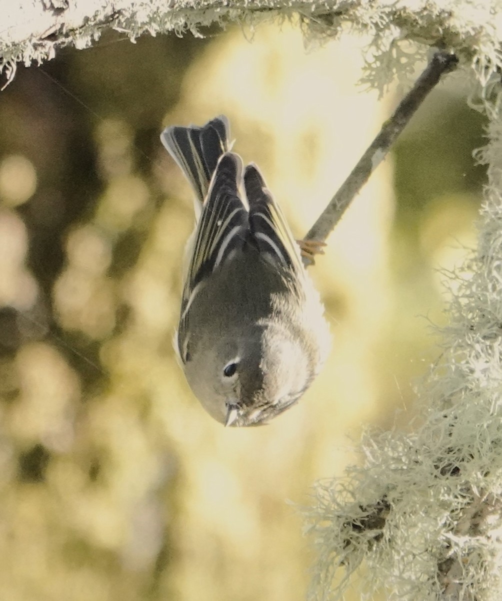 Ruby-crowned Kinglet - ML610567745