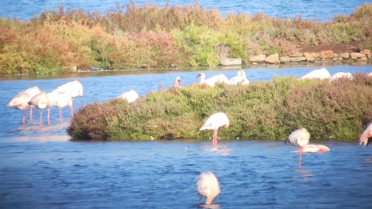 Lesser Flamingo - ML610568121