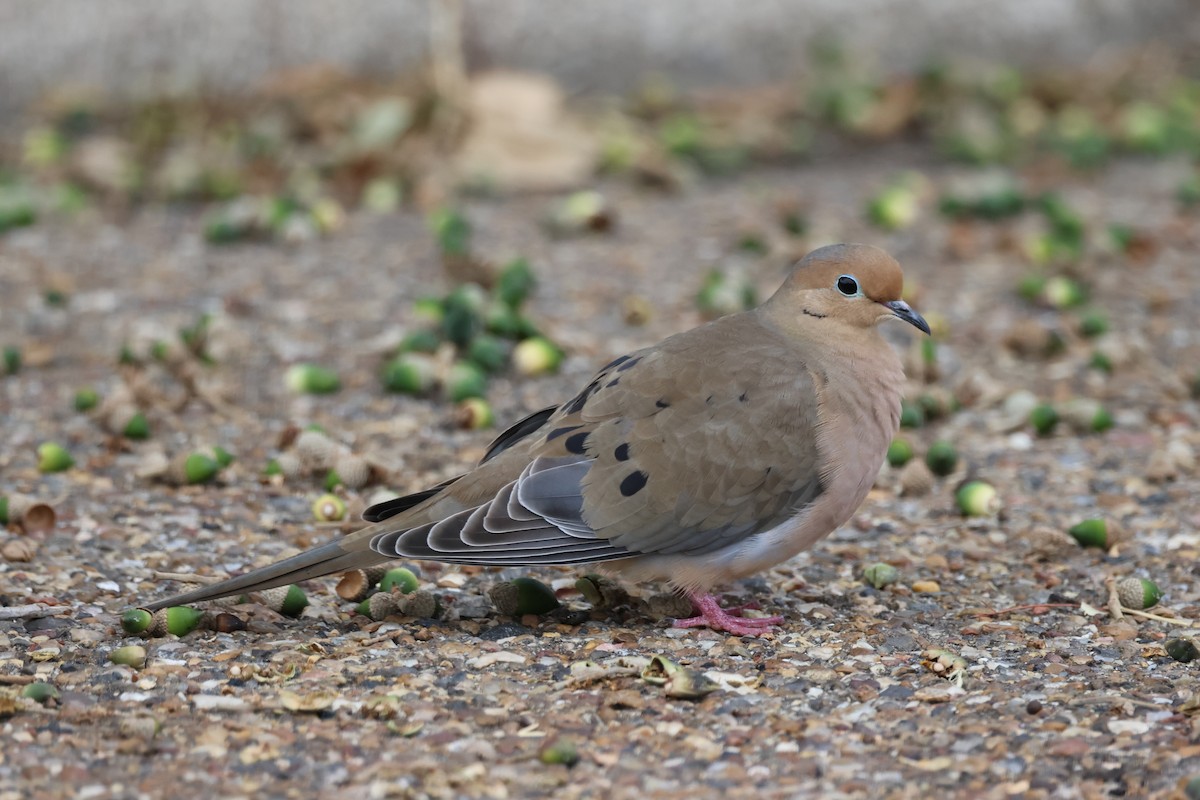 Mourning Dove - Tim Ward