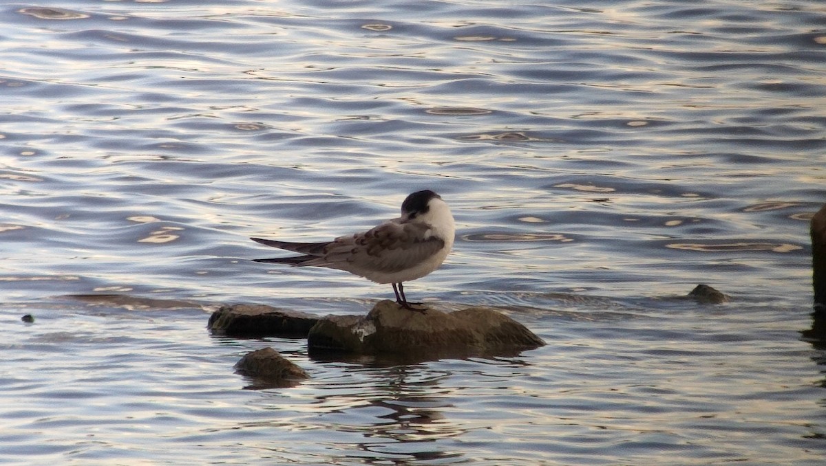 Whiskered Tern - ML610568191