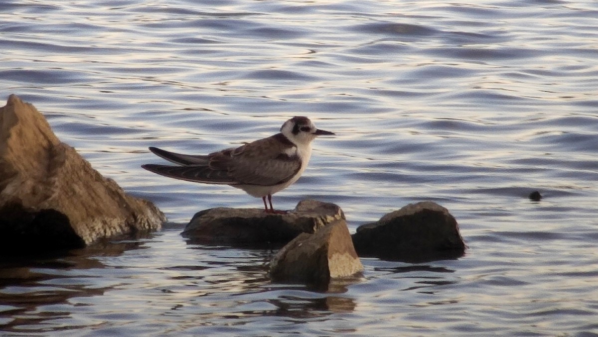 White-winged Tern - ML610568218