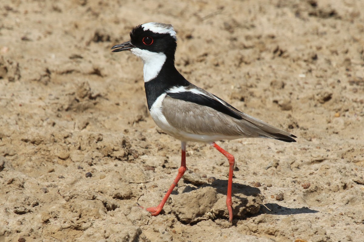 Pied Plover - ML610568278