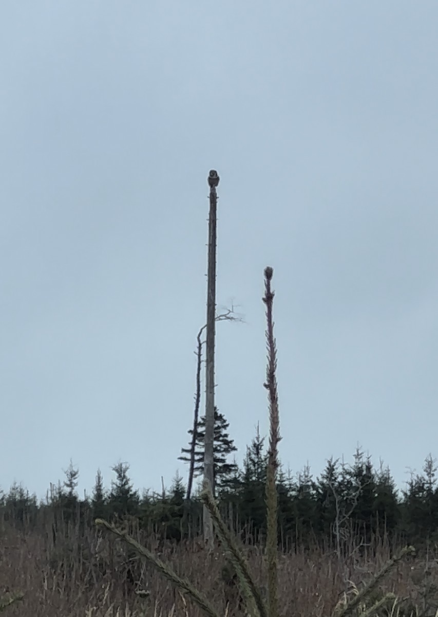 Northern Hawk Owl - ML610568298