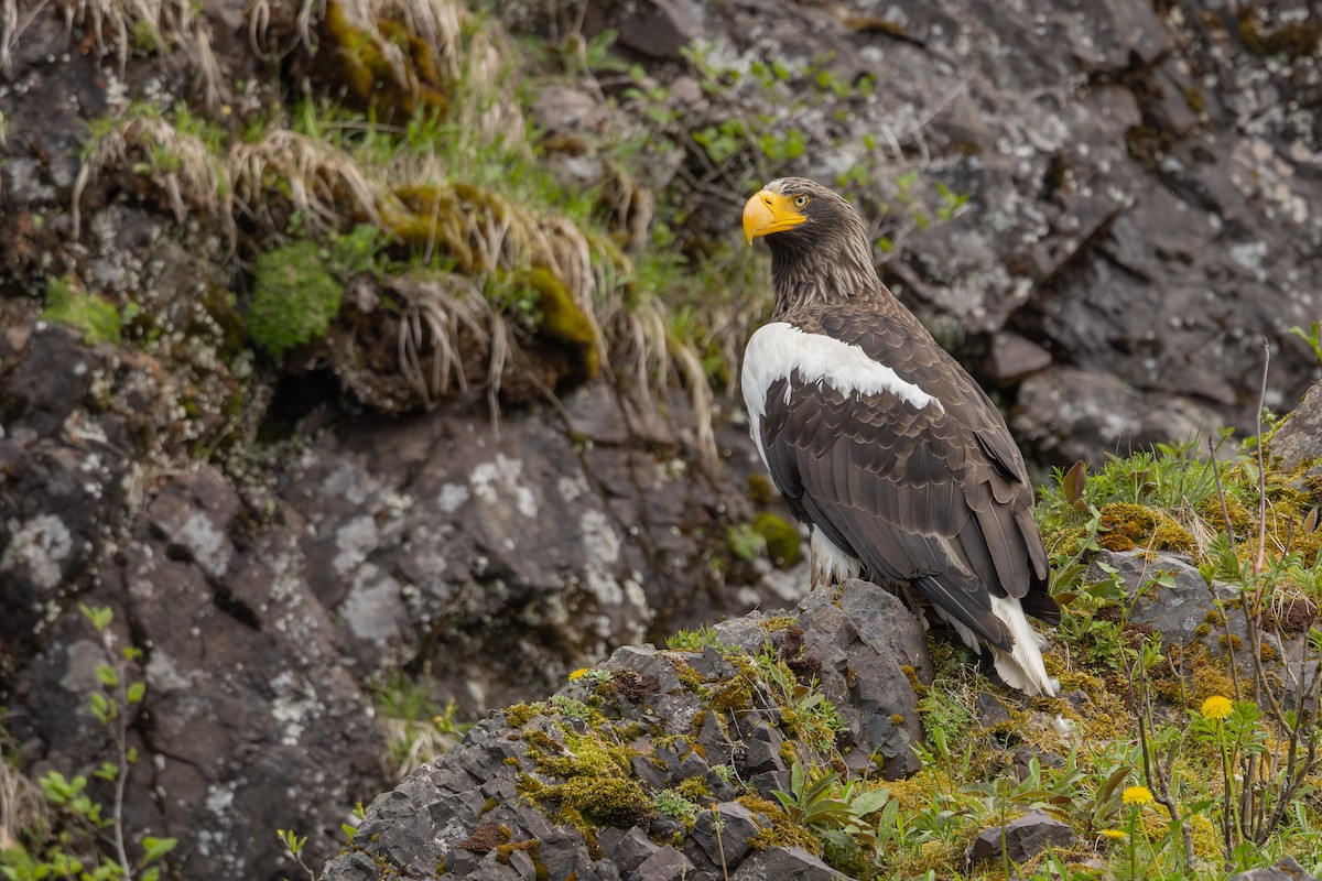 Steller's Sea-Eagle - ML610568324