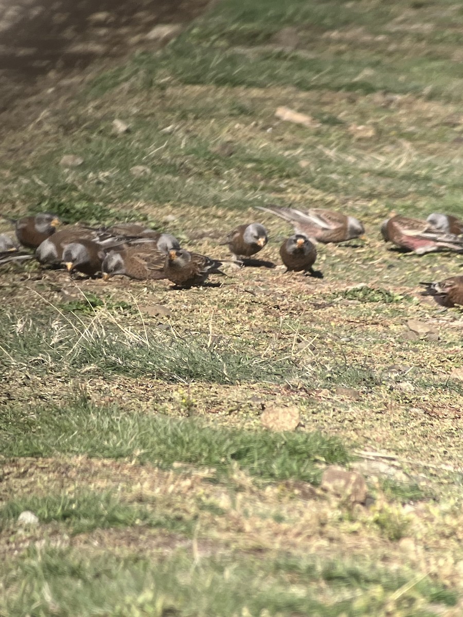 Gray-crowned Rosy-Finch - ML610568337