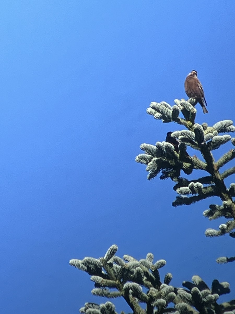 Gray-crowned Rosy-Finch - ML610568338