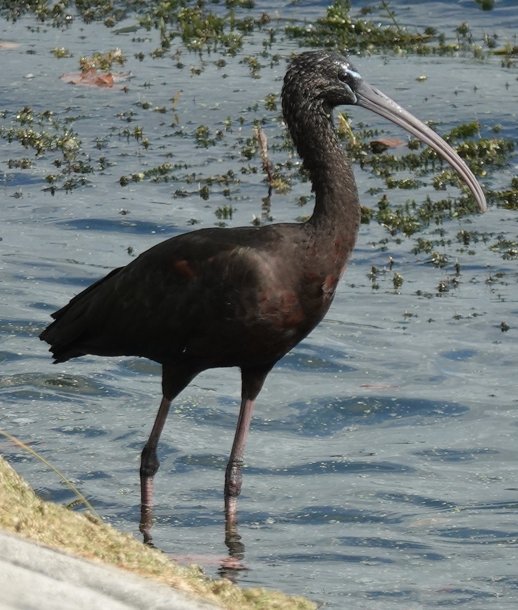 ibis hnědý - ML610568384