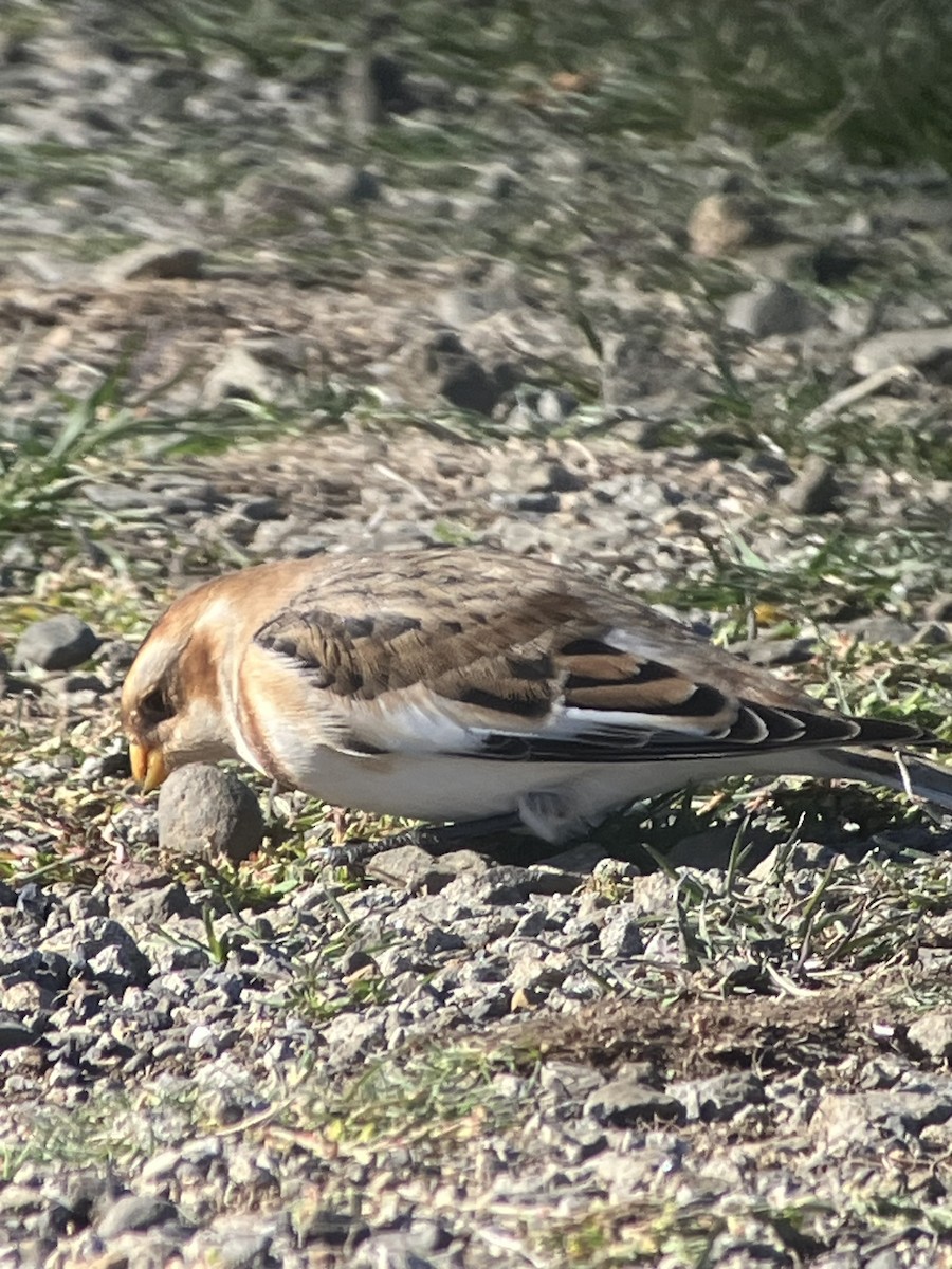 Snow Bunting - ML610568390