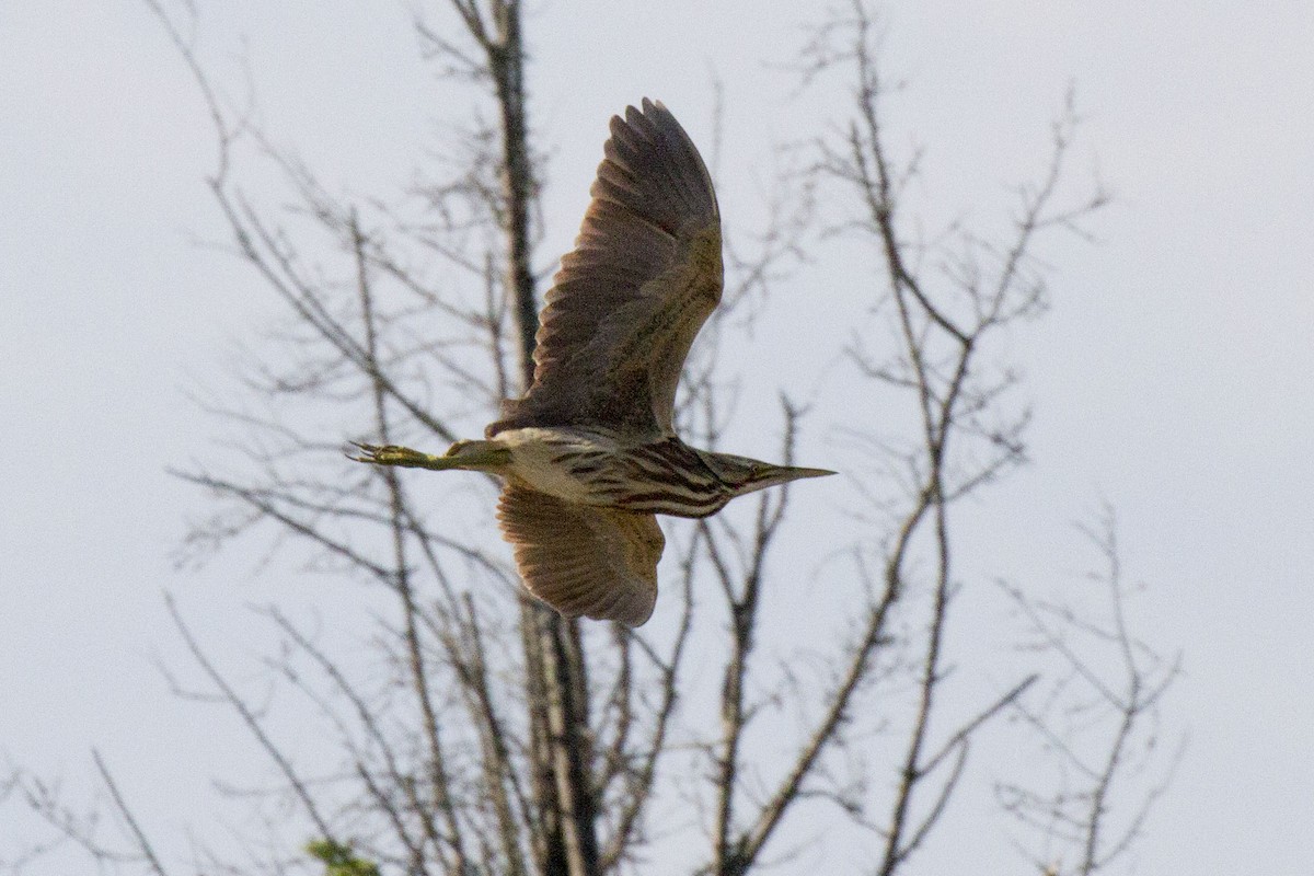 American Bittern - Kristof Zyskowski