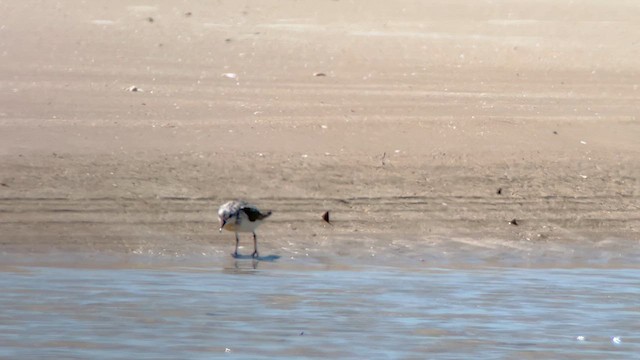 Bécasseau sanderling - ML610568422