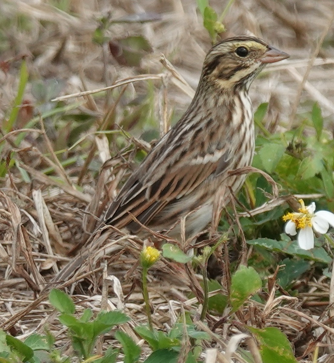 Savannah Sparrow - ML610568452