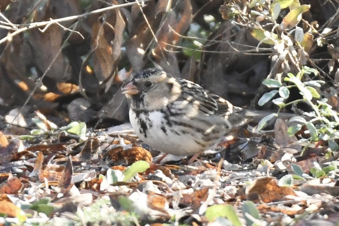 Harris's Sparrow - ML610568513