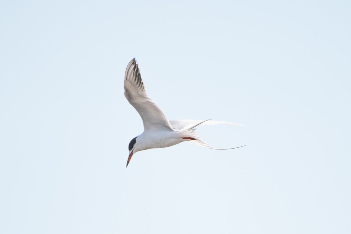 Forster's Tern - Marylene Chan