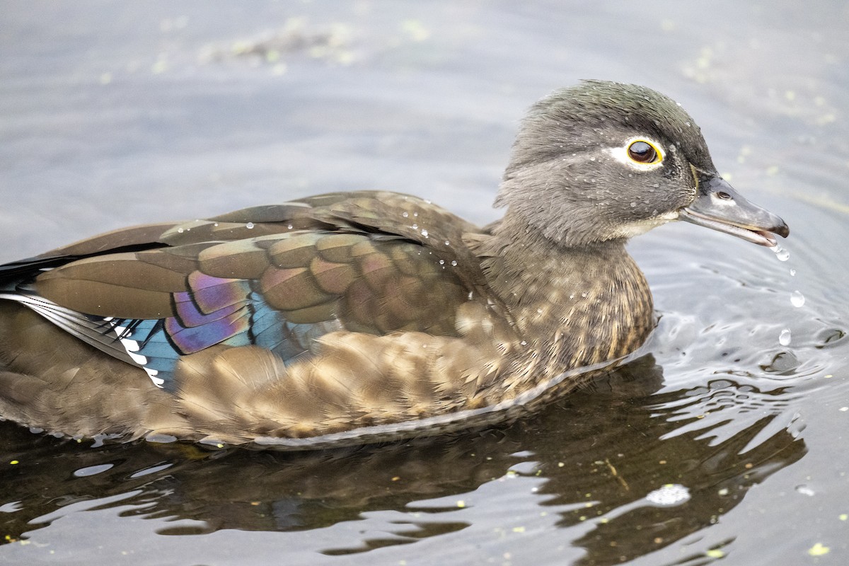 Wood Duck - ML610568627