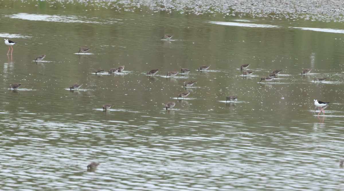 Western Sandpiper - Tim Ward